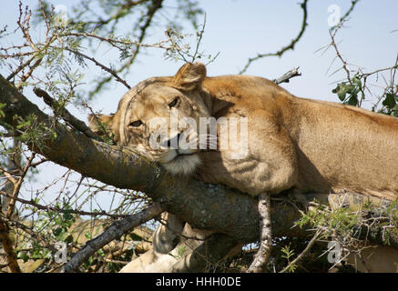 tree, animal, africa, lion, cat, big cat, feline predator, environment, milieu, Stock Photo