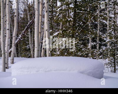 Heavily mounded snow in front of aspen and pine forest background Stock Photo