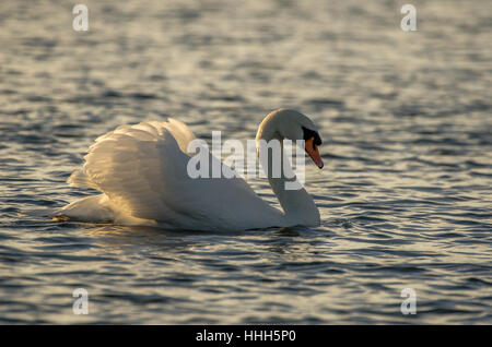 A Mute Swan (Cygnus olor) with its wings lit by the sun as it swims on a lake Stock Photo