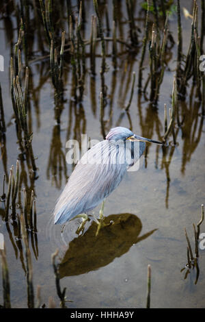 A Tricolored Heron explores the marshes of the South Padre Island Birding and Nature Center on the Gulf Coast of South Texas. Stock Photo
