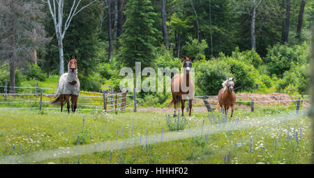 Three horses grazing and relaxing in a springtime summer meadow. Stock Photo
