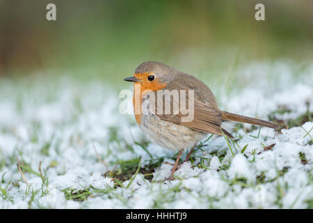 Robin Redbreast ( Erithacus rubecula ), fluffy, sitting on the ground, rests of snow, late onset of winter, side view. Stock Photo