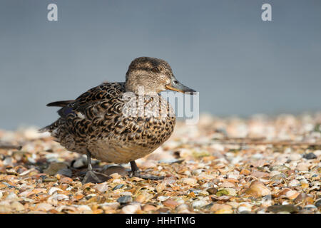 Teal / Krickente ( Anas crecca ), female, smallest duck in Europe, in breeding dress, standing on a mussel bank in wadden sea. Stock Photo