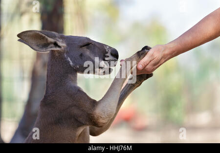 Young Kangaroo close-up portrait Stock Photo