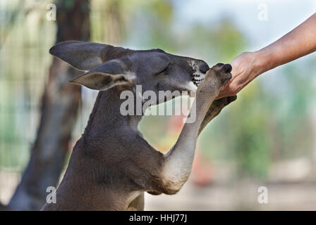 Young Kangaroo close-up portrait Stock Photo