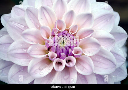 A pink Dahlia flower head. Stock Photo