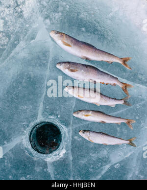 Winter fishing on Lake Baikal. Catching perch and grayling in the clean and beautiful place! The deepest freshwater lake on the planet. Fish body was  Stock Photo
