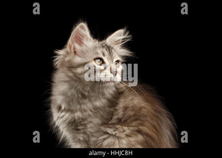 Siberian kitty on isolated black background Stock Photo