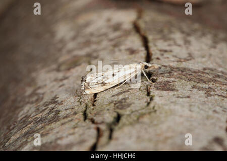 Chequered Grass-veneer (Catoptria falsella) - a micro-moth perched on a branch Stock Photo