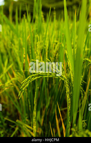 Rice grains still on the stalk. Padi fields in West Java Indonesia. The pre harvest rice grows in the tropical climate. Stock Photo