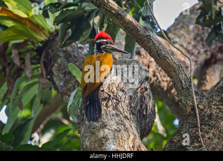 Indian Black-rumped Flameback Woodpecker bird perched vertically on the stem of a tree. Stock Photo