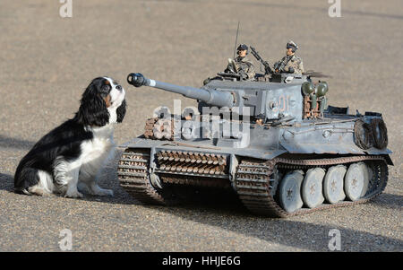 Maddie, a King Charles Spaniel, studies a 1/6th scale model of a German WW2 1943 Tiger Tank, ahead of the London Model Engineering exhibition held at Alexandra Palace, London, between Friday January 20 and Sunday January 22. Stock Photo