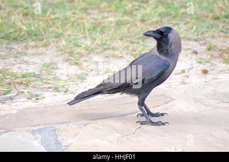 Black Crow on Stone Floor in Mombasa, Kenya Stock Photo