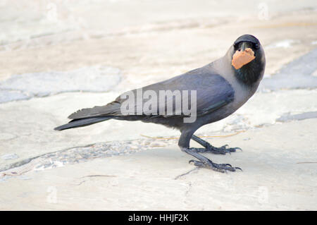 Black Crow laid on stone floor with a piece of bread in the beak in Mombasa, Kenya Stock Photo
