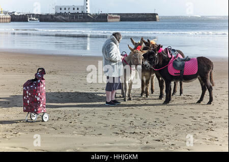 Donkeys on beach at Scarborough Stock Photo