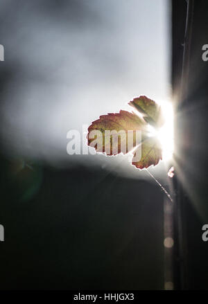 Sun light leaking through a leaf in December Stock Photo
