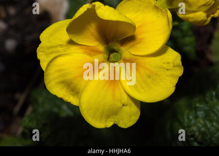 Single pale yellow flower with striped velvet textured petals Stock Photo