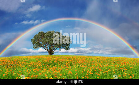 Landscape with blossoming field and rainbow Stock Photo