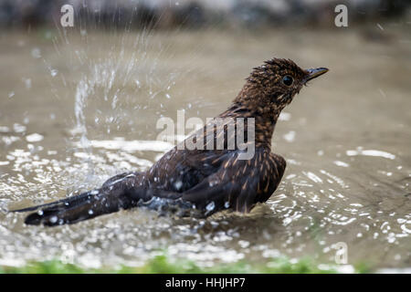 A female juvenile Common Blackbird (Turdus merula) enjoy splashing in her bath. Stock Photo