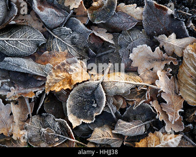 DEAD LEAVES FROST WINTER Frosty leaves on ground forming a natural cohesive composition in sunlit garden Stock Photo