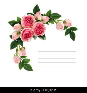 Pink rose flowers and buds corner arrangement isolated on white. Flat ...