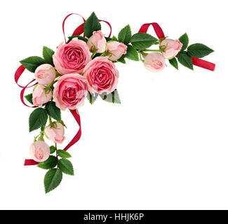 Pink rose flowers and buds arrangement and silk ribbon bow isolated on white. Flat lay, top view. Stock Photo