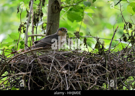 Eurasian Sparrowhawk ( Accipiter nisus ), adult male, standing in its eyrie, hidden nest, watching attentive, wildlife, Europe. Stock Photo