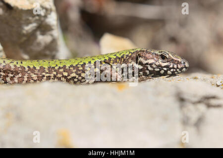 Common Wall Lizard (Podarcis muralis), a non-native reptile in Britain. A male sunbathing on a rock in a Dorset quarry. Stock Photo