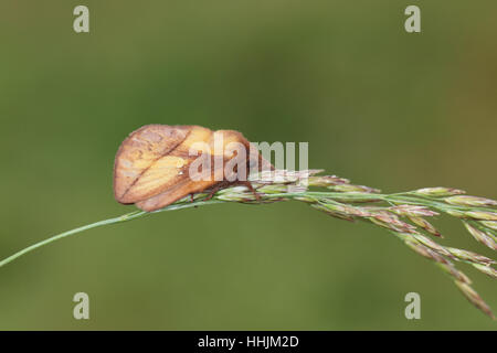 Drinker (Euthrix potatoria), a strangely shaped moth, clinging to a grass stem Stock Photo