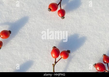Red ripe rose hip berries on white, textured real snow background Stock Photo