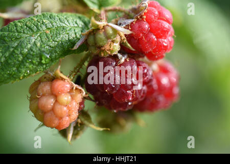 Raspberries at different stages of ripeness. Stock Photo