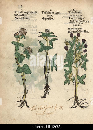 Red clover, Trifolium pratense, mountain clover, T. montanum, and blue fenugreek, Trigonella caerulea. Handcoloured woodblock engraving of a botanical illustration from Adam Lonicer's Krauterbuch, or Herbal, Frankfurt, 1557. This from a 17th century pirate edition or atlas of illustrations only, with captions in Latin, Greek, French, Italian, German, and in English manuscript. Stock Photo