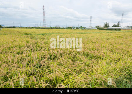 Rice field by harvest season in Vietnam Stock Photo - Alamy