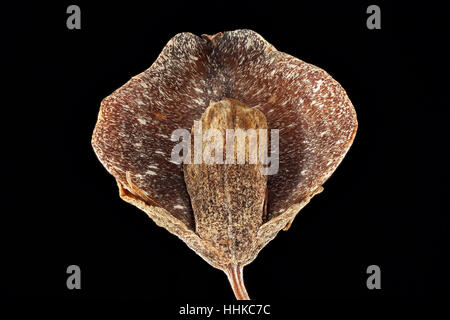 Fagopyrum esculentum, Buckwheat, Echter Buchweizen, fruit, close up Stock Photo