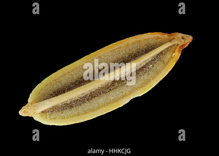 Foeniculum vulgare, Fennel, Fenchel, seed, close up, seed size 5-9 mm Stock Photo