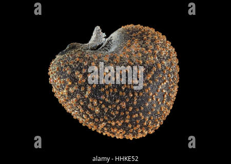 Hibiscus trionum, Flower-of-an-hour, Stundenblume, seeds, close up, seed size 2.0-2.5 mm Stock Photo