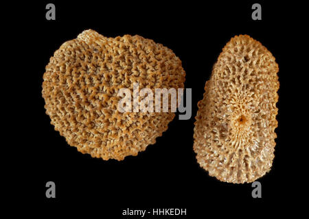 Hyoscyamus niger, Black henbane, Schwarzes Bilsenkraut, seeds, close up, seed size 1.5 mm Stock Photo