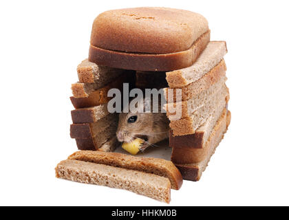 Gerbil Mouse Mat Cheese in House of Bread Pieces Isolated on White background. Realty Concept. Stock Photo