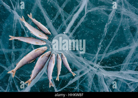 Winter fishing on Lake Baikal. Catching perch and grayling in the clean and beautiful place! The deepest freshwater lake on the planet. Fish body was  Stock Photo