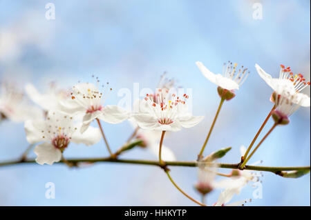 The delicate white, spring blossom of the wild cherry tree - Prunus Avium, image taken against a soft background. Stock Photo