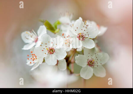 The delicate white, spring blossom of the wild cherry tree - Prunus Avium, image taken against a soft background. Stock Photo