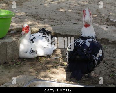 Two pet Muscovy Ducks in small holding in Corfu Greece Stock Photo