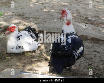 Two pet Muscovy Ducks in small holding in Corfu Greece Stock Photo