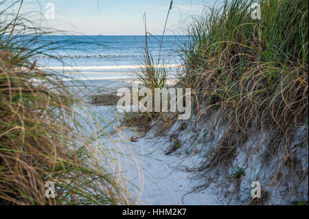 Beach access through grassy sand dunes to beautiful Neptune Beach in Northeast Florida near Jacksonville. (USA) Stock Photo