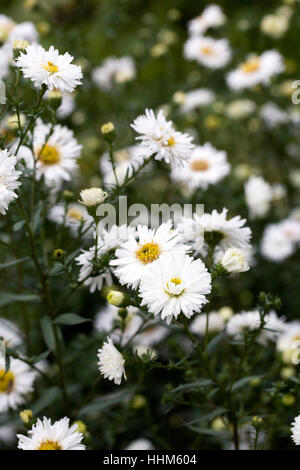 Symphyotrichum novi-belgii 'White ladies' flowers. Stock Photo