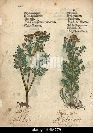 Wild rue, Ruta sylvestris, and St. John's wort, Hypericum perforatum. Handcoloured woodblock engraving of a botanical illustration from Adam Lonicer's Krauterbuch, or Herbal, Frankfurt, 1557. This from a 17th century pirate edition or atlas of illustrations only, with captions in Latin, Greek, French, Italian, German, and in English manuscript. Stock Photo