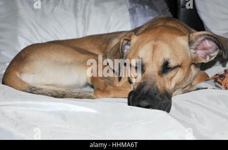 young dog asleep on bed Stock Photo