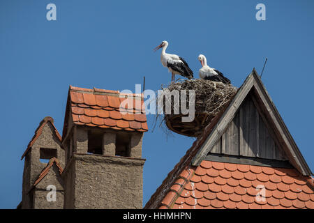 Stork in nests on the Town Hall roof, Dinkelsbuhl, Bavaria, Ansbach, Germany, Europe. Stock Photo
