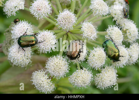 Group of Rose Chafers aka Green Rose Chafers, Cetonia aurata, on Giant Hogweed, Heracleum mantegazzianum, Provence France Stock Photo