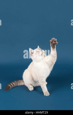 British Shorthair cat Stock Photo